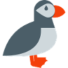 Puffin bird
