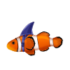 Clownfish, Motivational Quote Mindset
