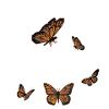 Monarch Girl