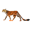 Illustration Cat (Bengal) - flat cat