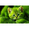 Chaton vert