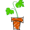 Monstera Plant