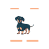 Hund Dackel