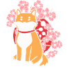 Shiba Inu Cherry Blossom