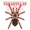 Tarantula Spider Tarantulas Gift