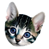 kitten
