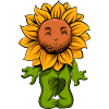 Sonnenblume