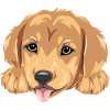 Smiling golden retriever puppy head