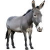 Donkey