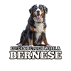 Bouvier bernois