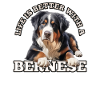 Bouvier bernois