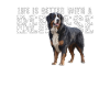 Bouvier bernois