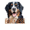Bernese Mountain Dog