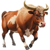 Bull