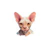 sphynx cat