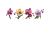 I Just Wet My Orchids Plants Friend Orchids