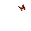 Avocado mit Schmetterling