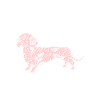 Hund Dackel