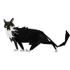 Illustration Cat (Tuxedo) - flat cat