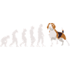Evolution Beagle