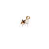 Heartbeat Beagle
