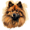 Eurasier