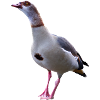 Gans Nilgans Gänse