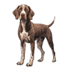 German Shorthair Dog - German Shorthaired Pointer
