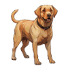 Golden Retriever Illustration Retrieving Dog