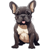 English/French Bulldog Illustration