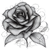 Rose filigrane