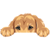 Funny peeping golden retriever puppy