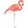 Pink Flamingo