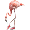 Flamingo and pink shoes