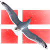 Denmark Seagull Danmark