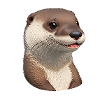 Loutre mignonne
