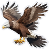 Bald eagle