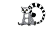 Lemur Catta Ring-tailed lemur