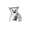 Lemur Catta Ring-tailed lemur