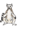 Lemur Catta Ring-tailed lemur