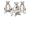 Lemur Catta Ring-tailed lemur