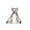 Lemur Catta Ring-tailed lemur