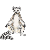 Lemur Catta Ring-tailed lemur