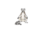 Lemur Catta Ring-tailed lemur