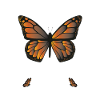 Monarch Lover Quote