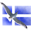Finland Seagull Suomi