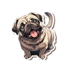 Mops Pug Hund Mops Solbriller Mops Gave