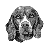 Beagle Dog Portrait