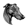 Greyhound Dog Portrait