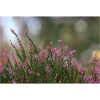 Heather.
